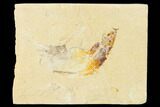 Cretaceous Fossil Fish (Gaudryella) and Shrimp - Lebanon #162785-1